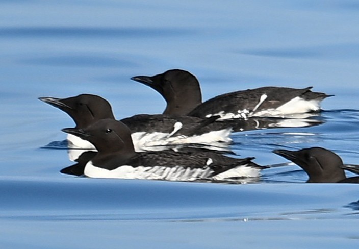 Common Murre - ML638549026