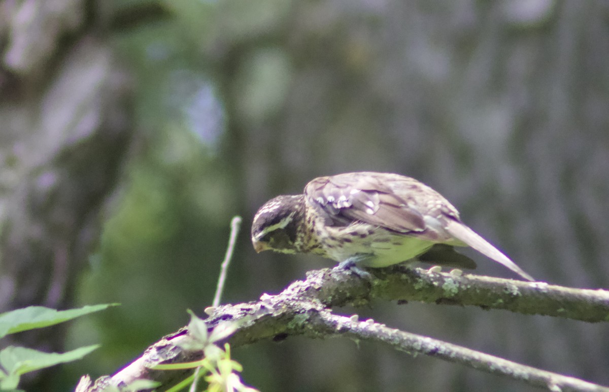 Rose-breasted Grosbeak - ML638549027