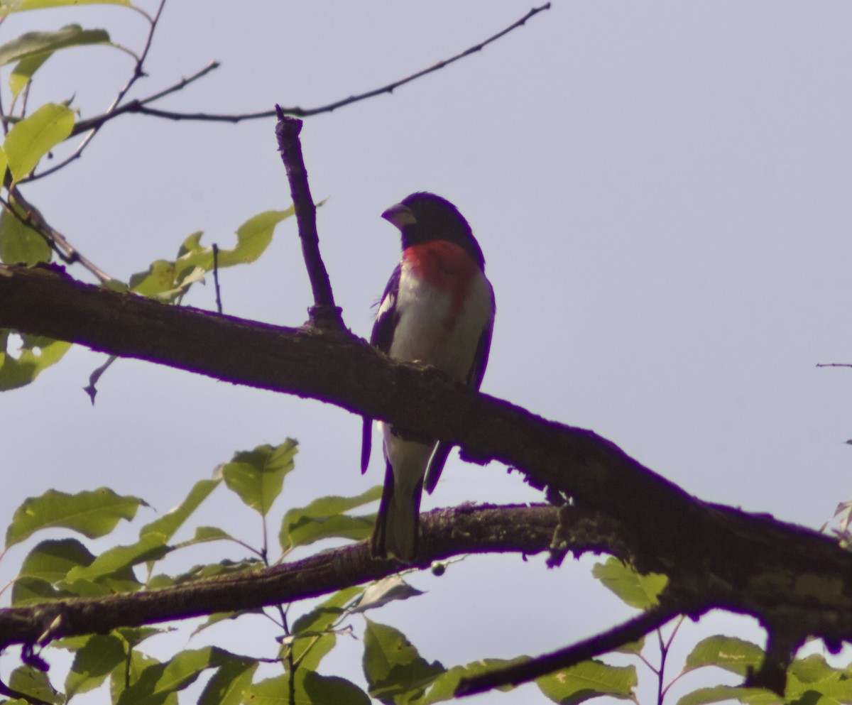 Rose-breasted Grosbeak - ML638549028