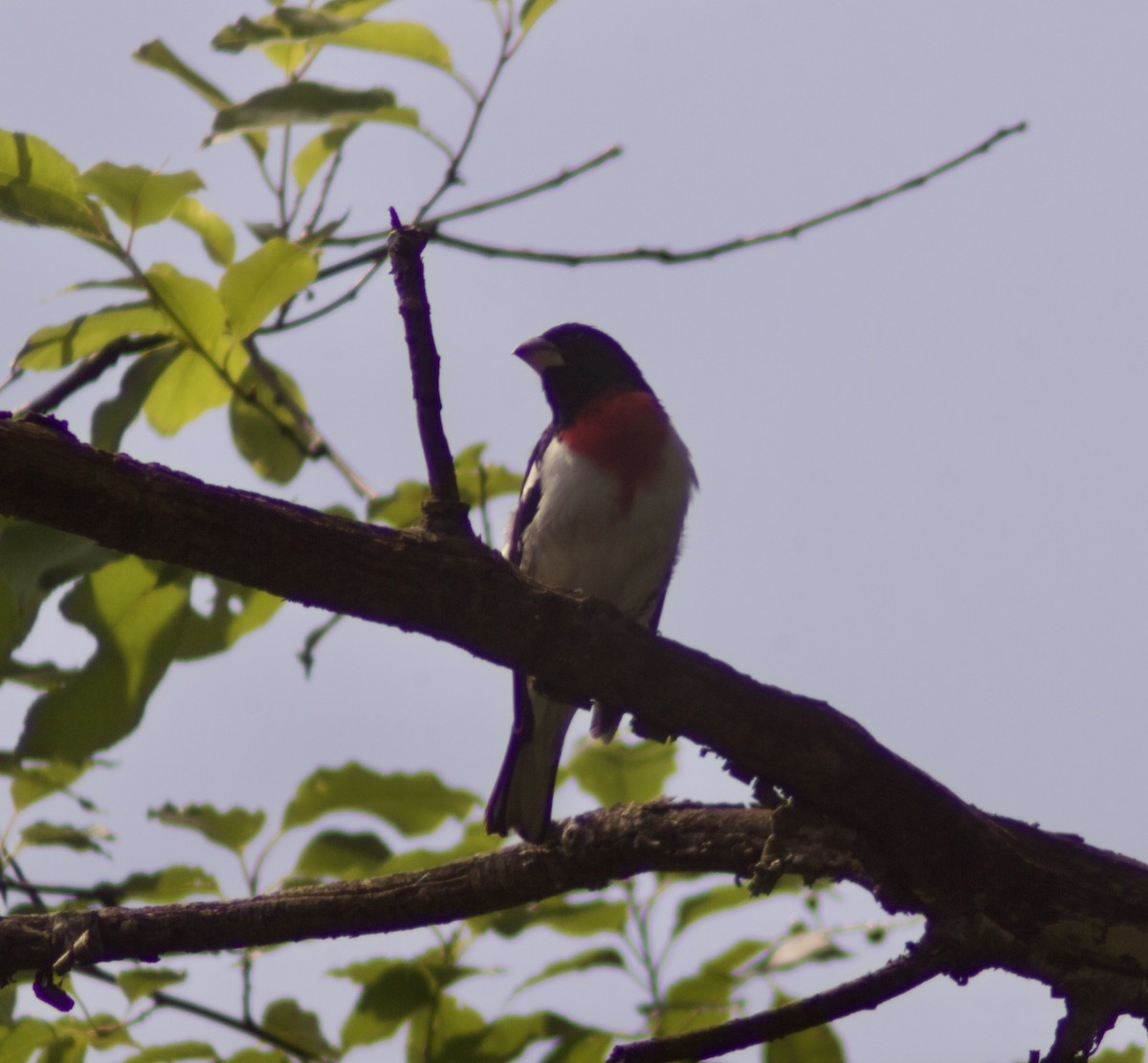 Rose-breasted Grosbeak - ML638549029