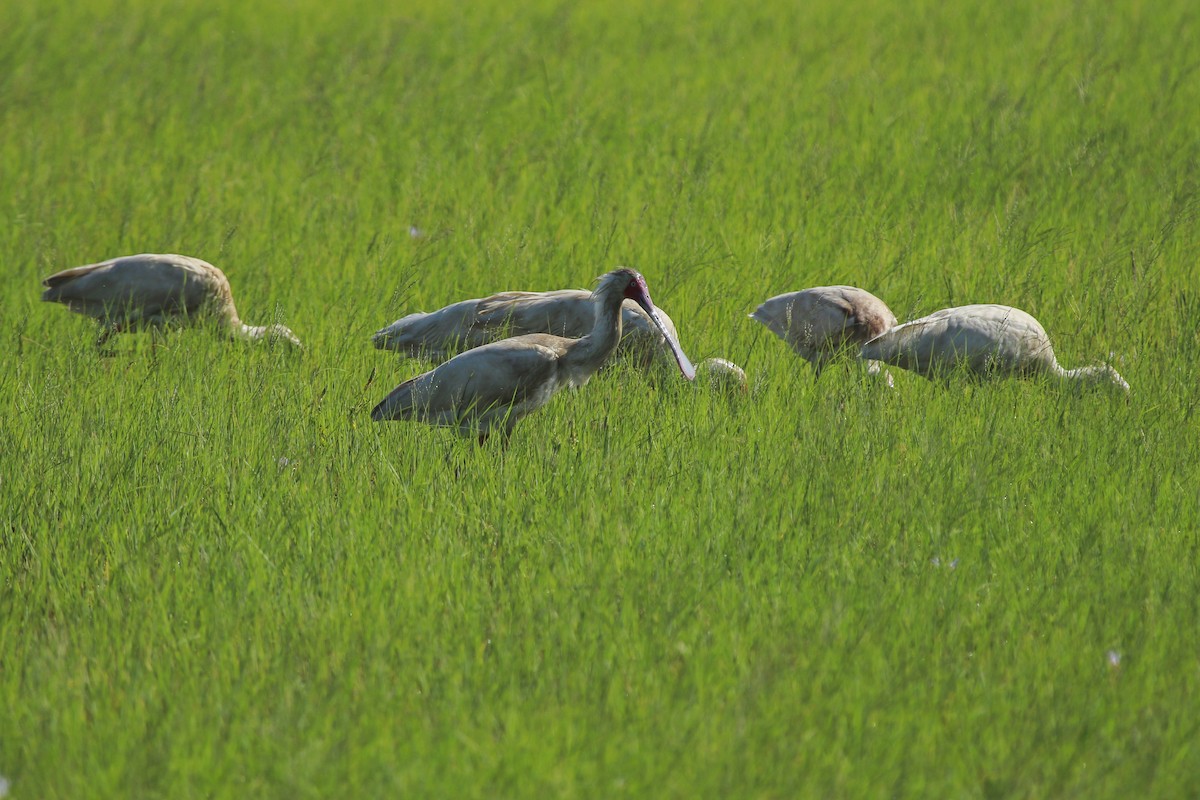 African Spoonbill - ML638549030