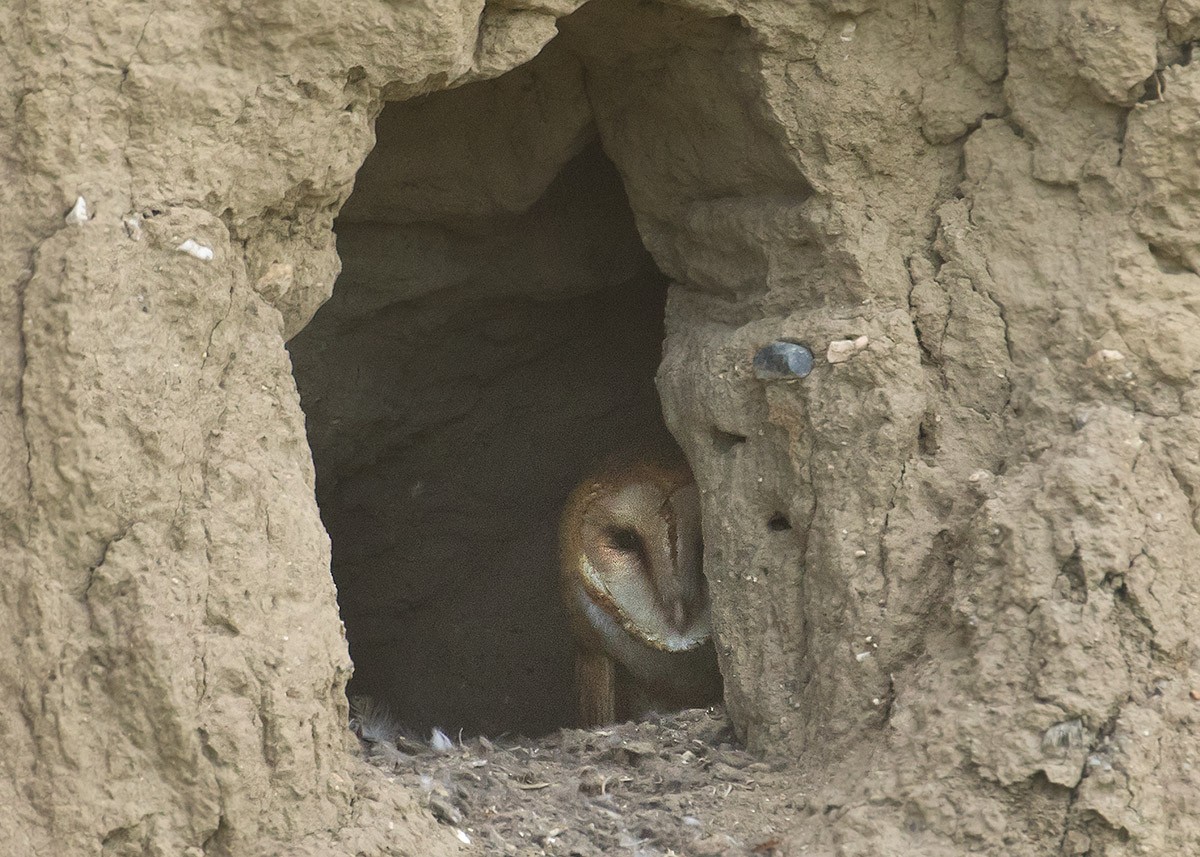 American Barn Owl - ML638549033