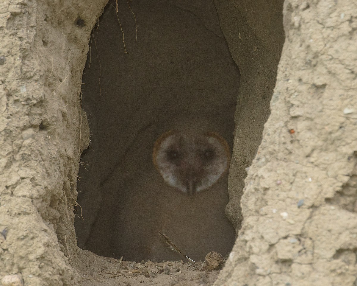 American Barn Owl - ML638549034