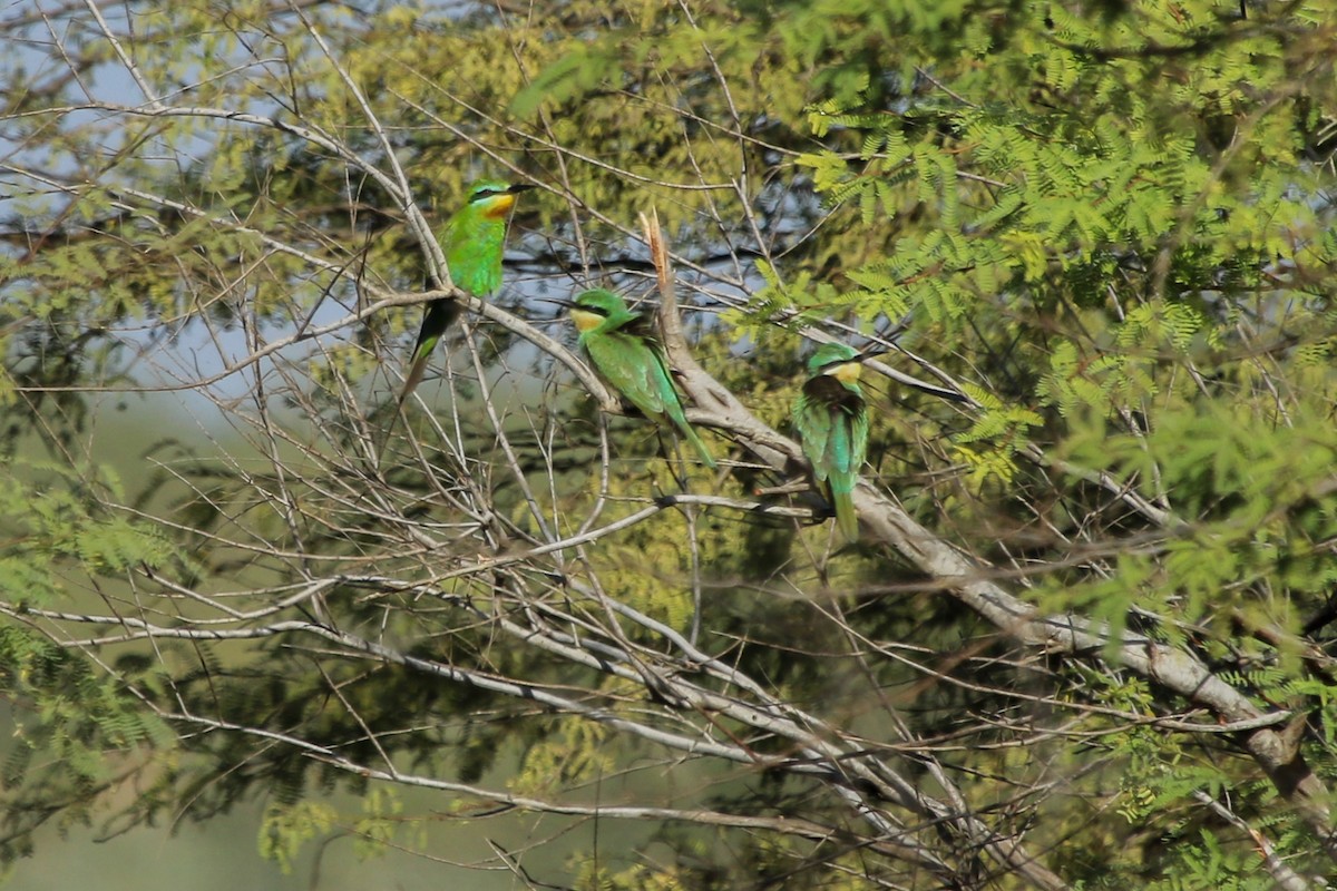 Blue-cheeked Bee-eater - ML638549035