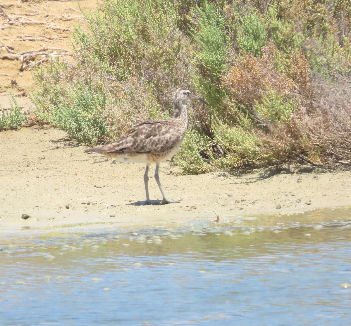 Whimbrel - ML638549038