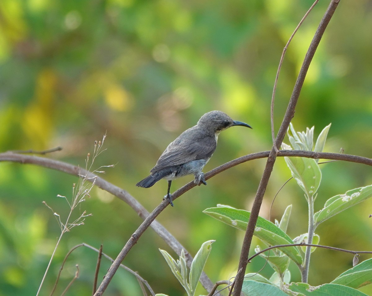 Purple Sunbird - ML638549040