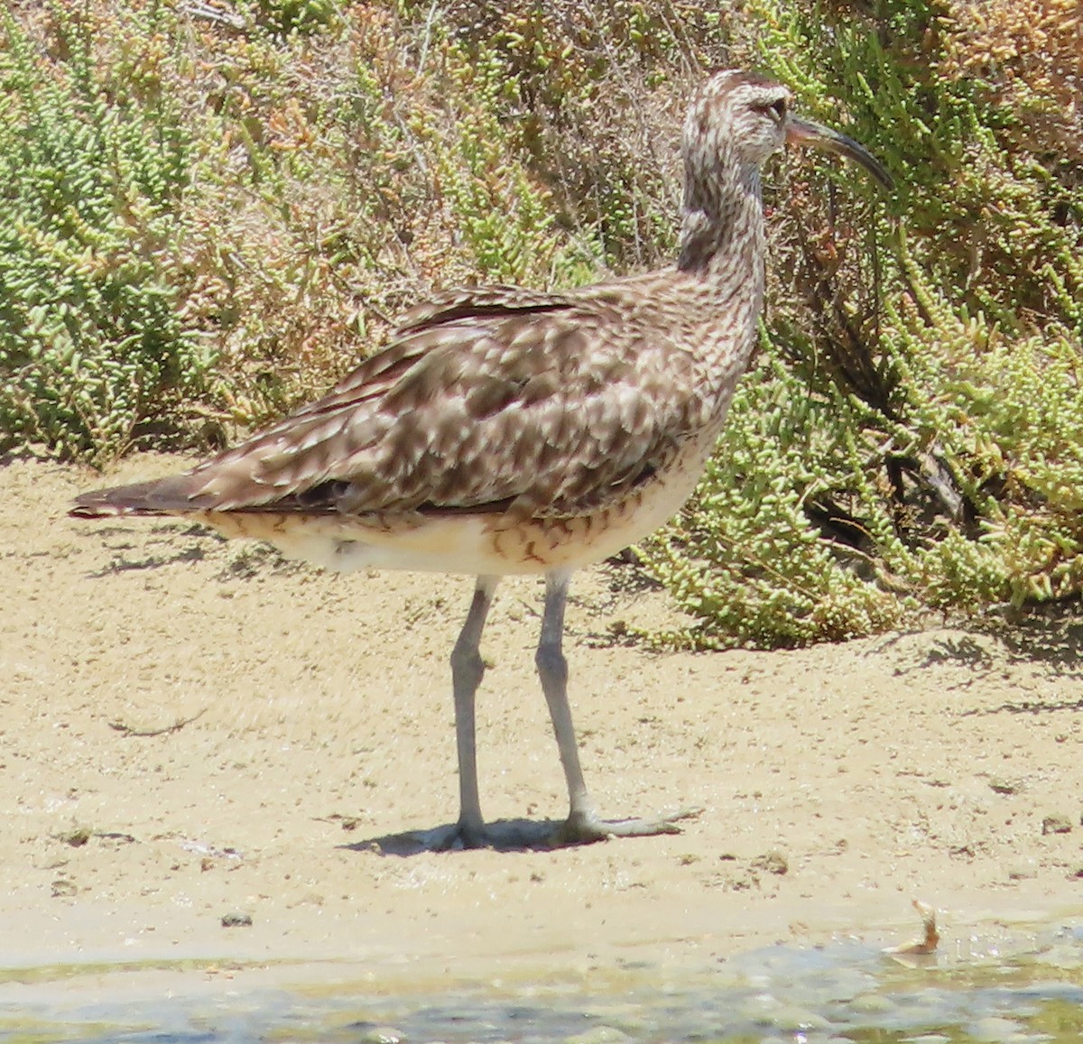 Whimbrel - ML638549041