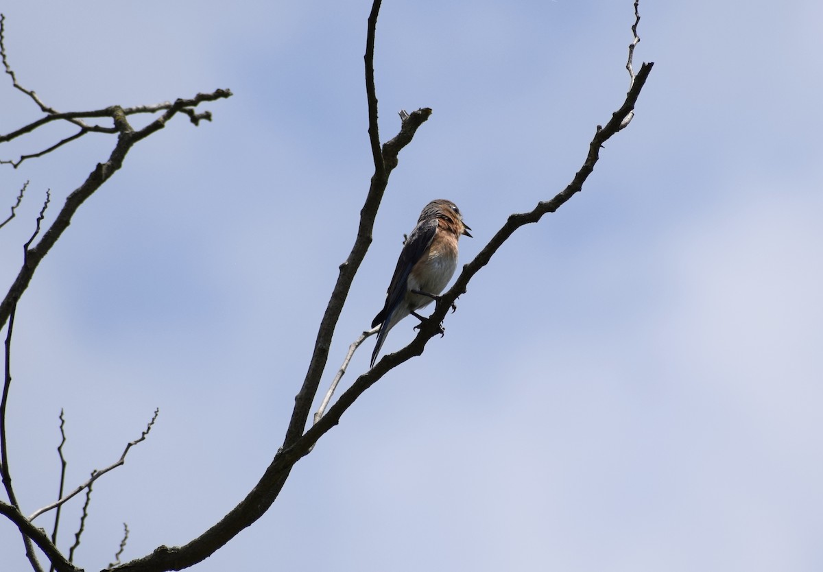 Eastern Bluebird - ML638549042