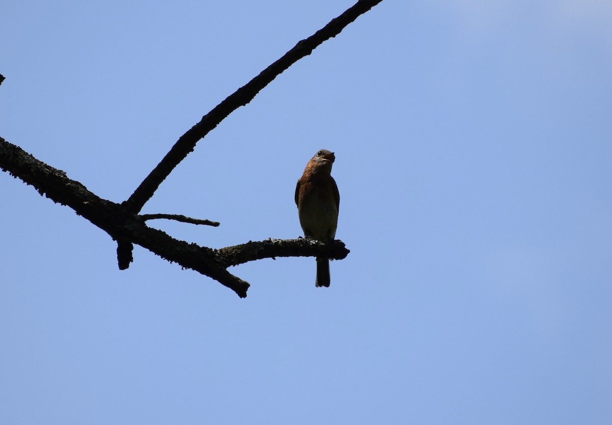 Eastern Bluebird - ML638549043