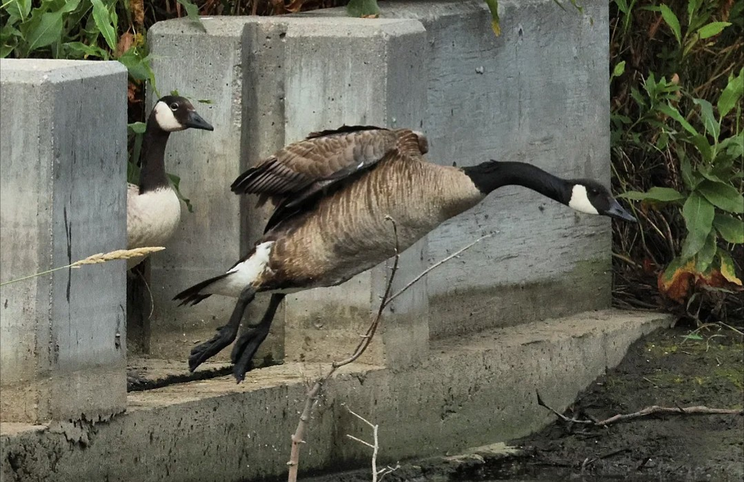 Canada Goose - ML638549044