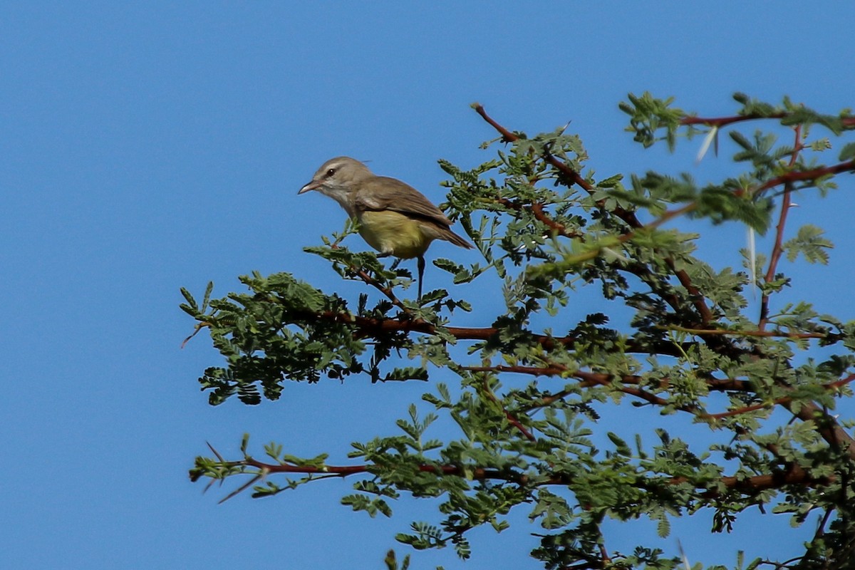 Yellow-bellied Eremomela - ML638549045