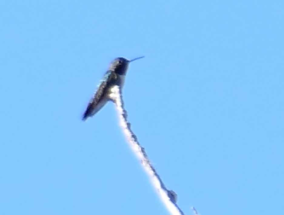Black-chinned Hummingbird - ML638549049