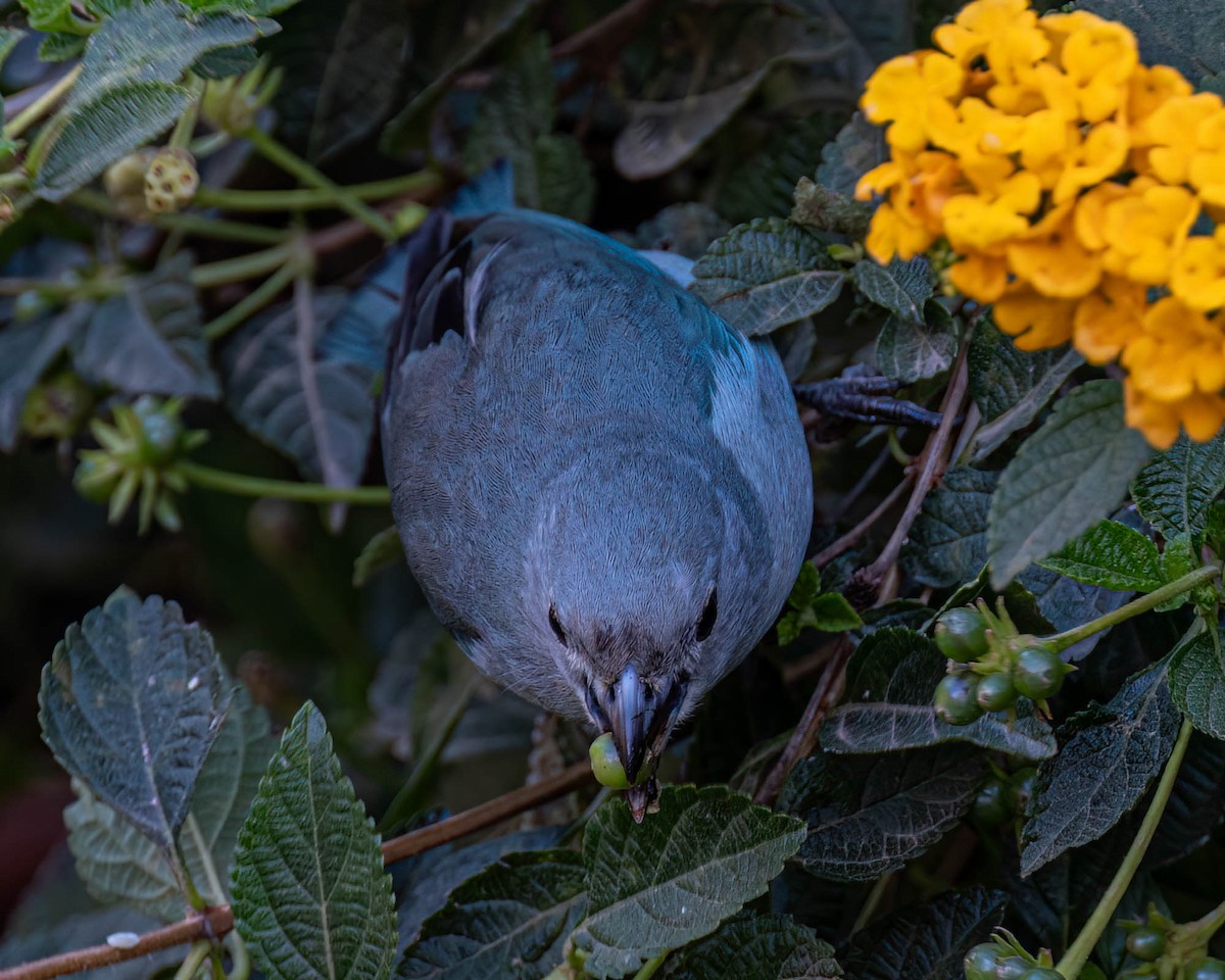 Sayaca Tanager - ML638549051