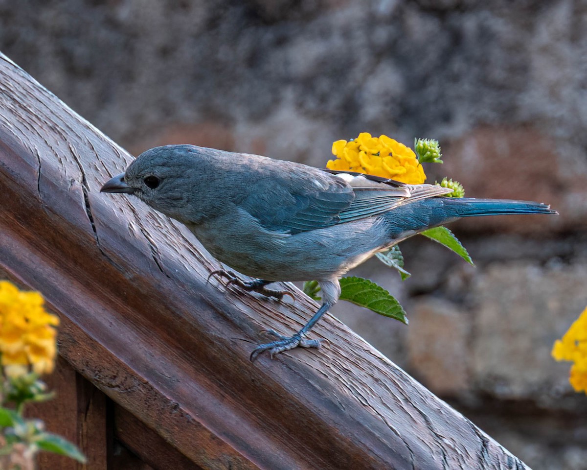 Sayaca Tanager - ML638549052