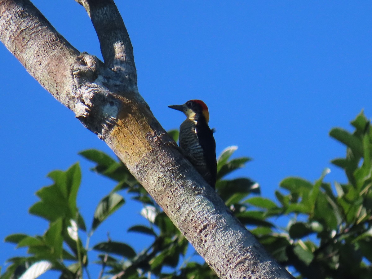 Beautiful Woodpecker - ML638549053