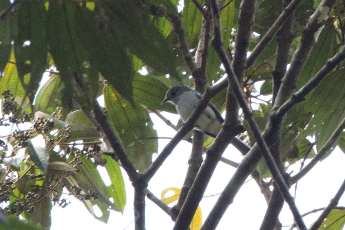 Amazonian Elaenia - ML638549054