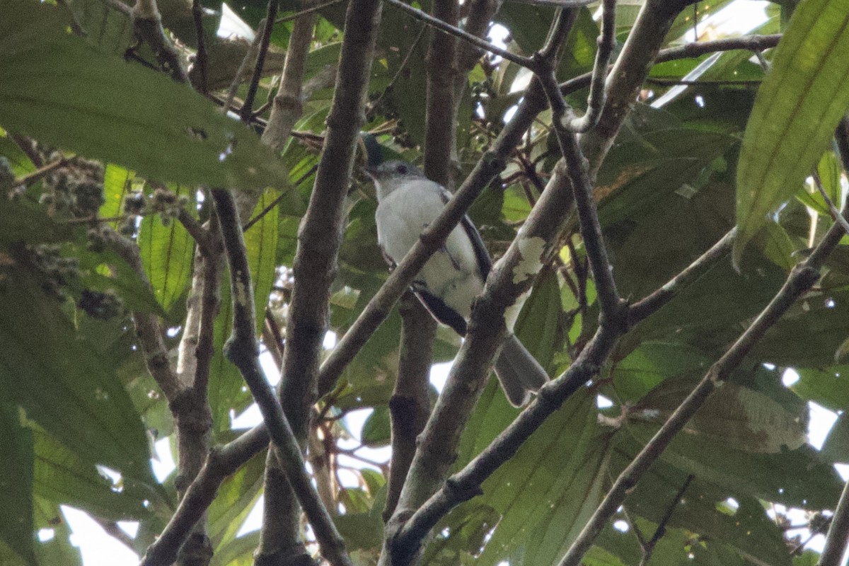 Amazonian Elaenia - ML638549055
