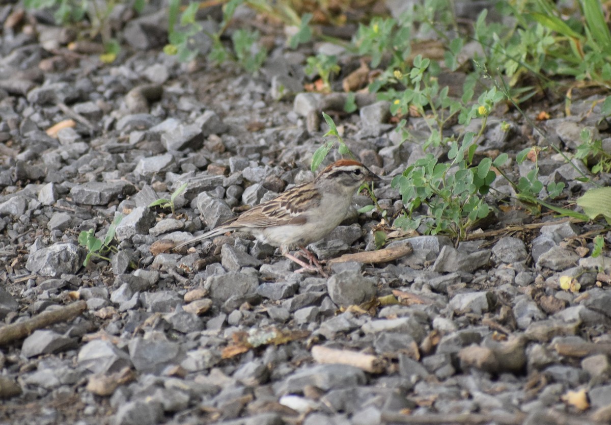 Chipping Sparrow - ML638549056