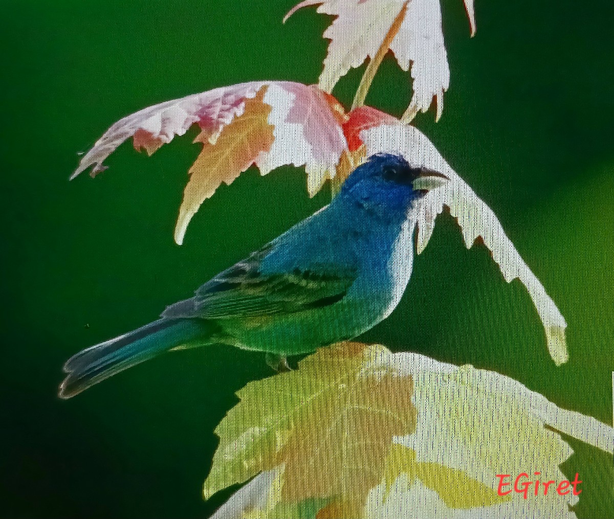 Indigo Bunting - ML638549076