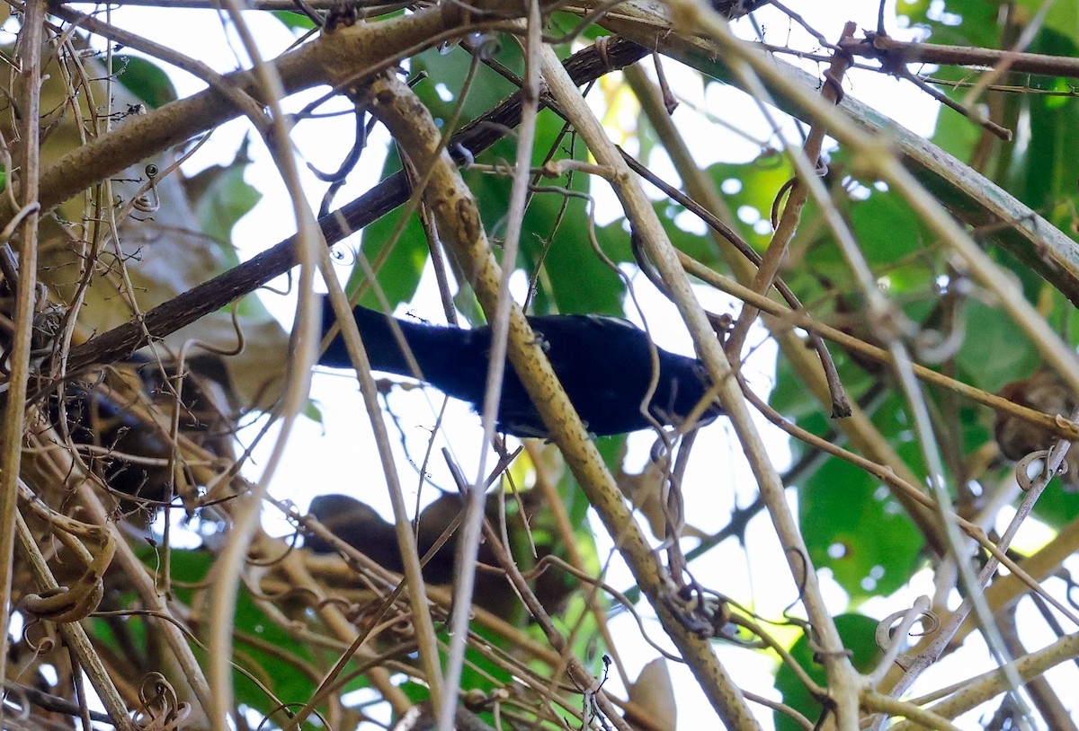 White-shouldered Tanager - ML638549081