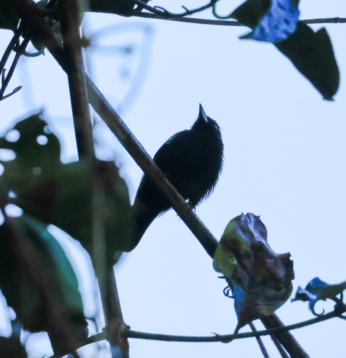 White-shouldered Tanager - ML638549082