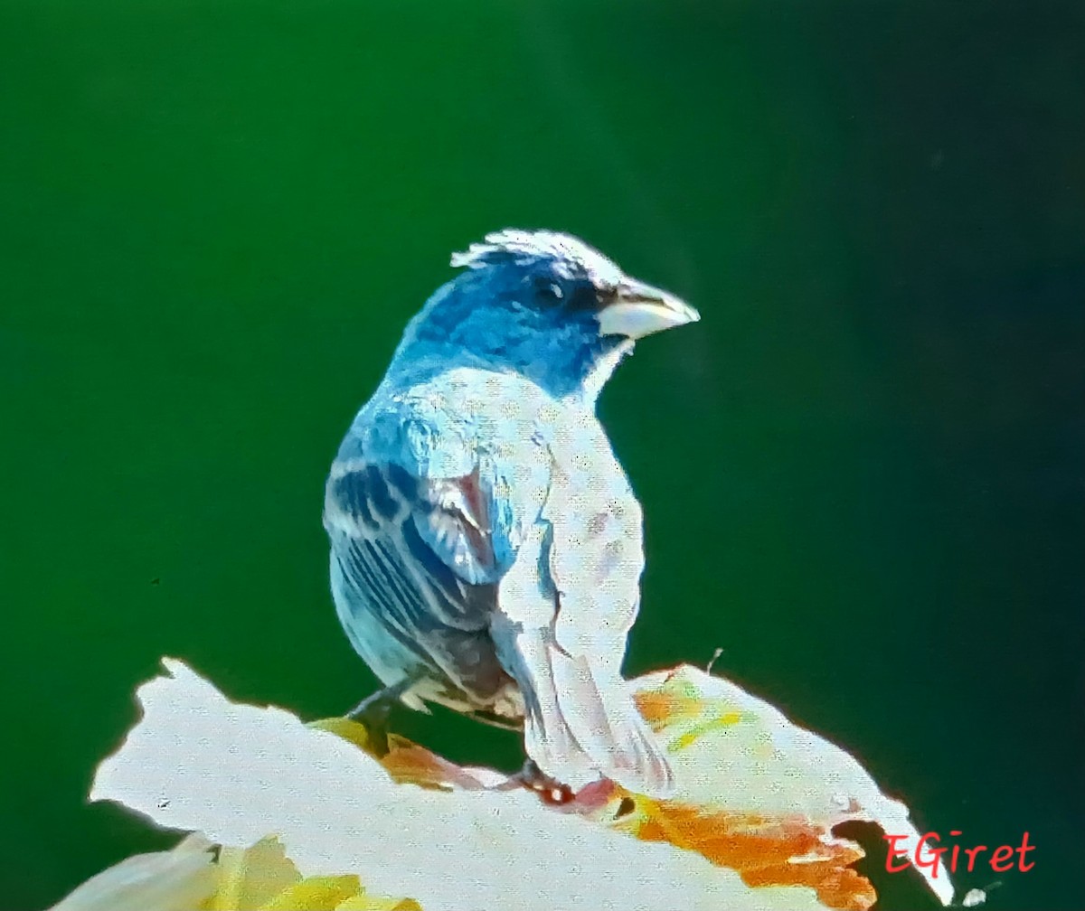 Indigo Bunting - ML638549084