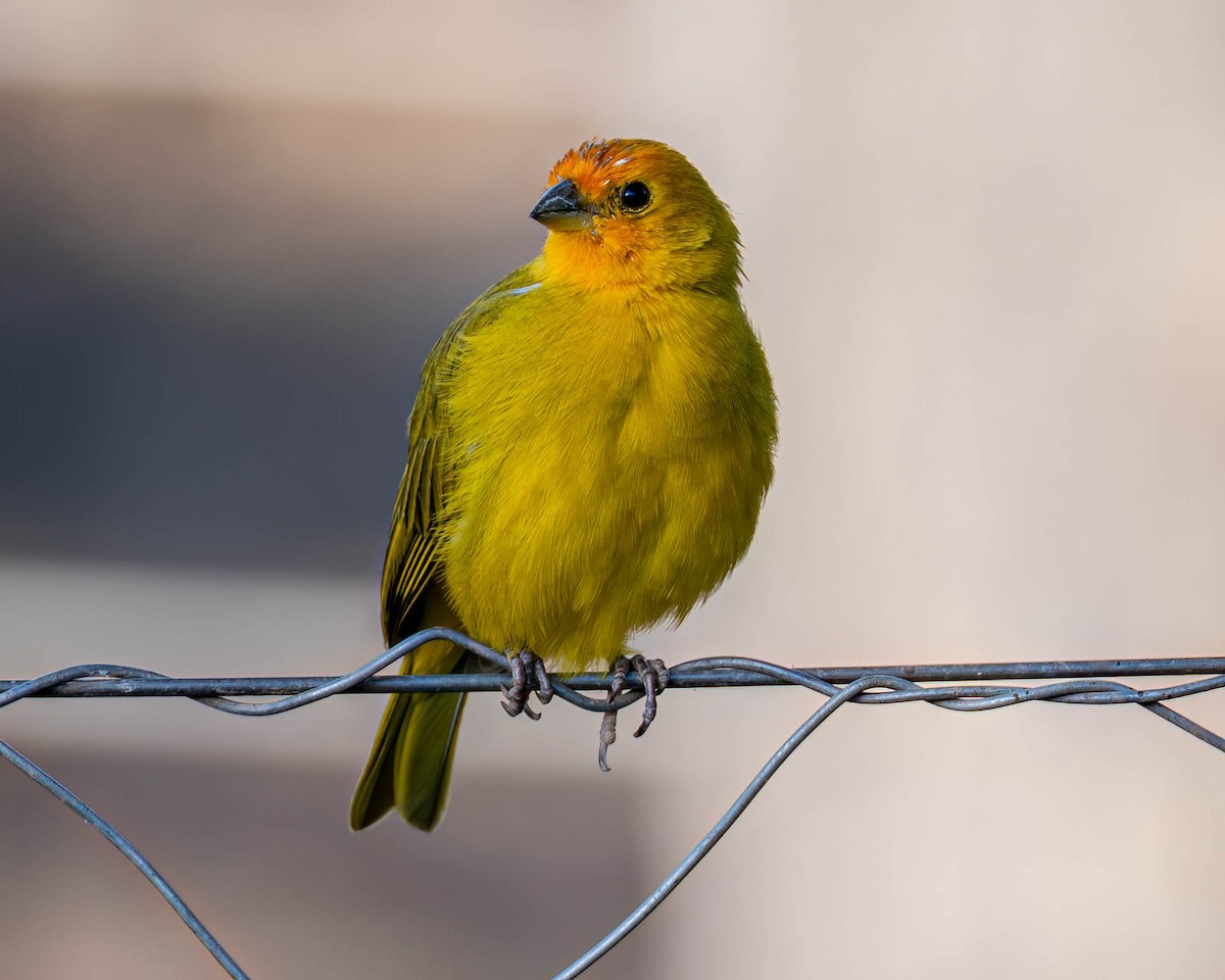 Saffron Finch - ML638549087