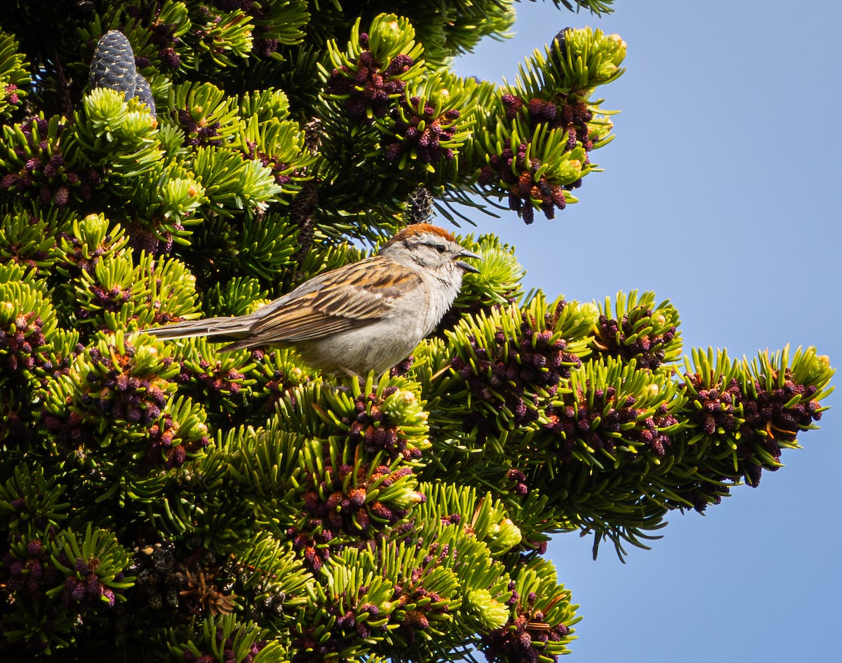 Chipping Sparrow - ML638549102