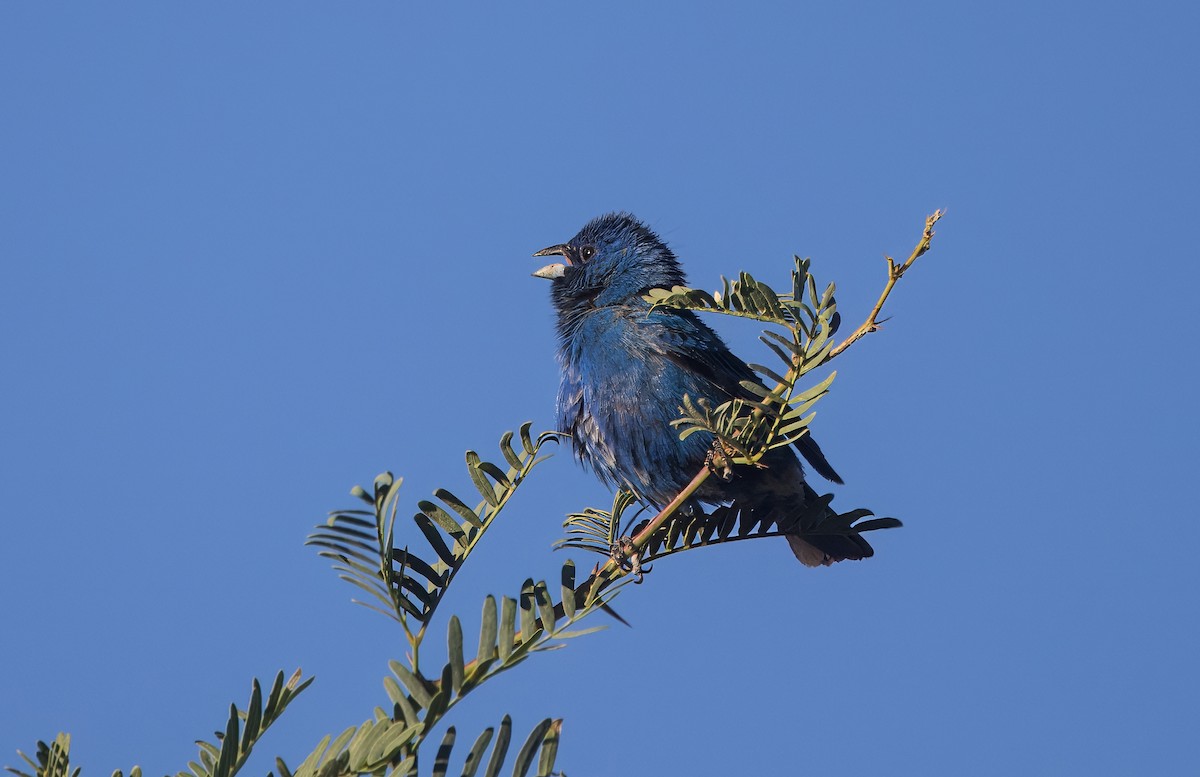 Indigo Bunting - ML638549114