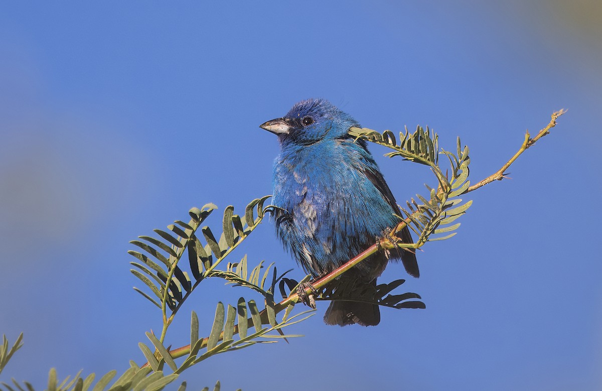 Indigo Bunting - ML638549117