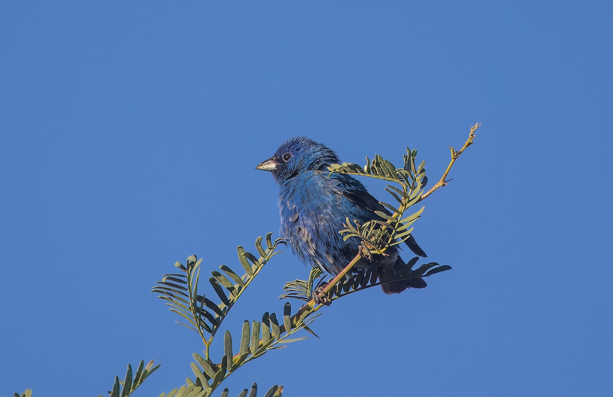 Indigo Bunting - ML638549121