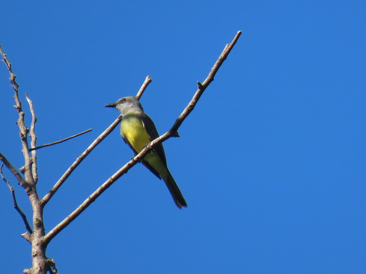 Tropical Kingbird - ML638549123