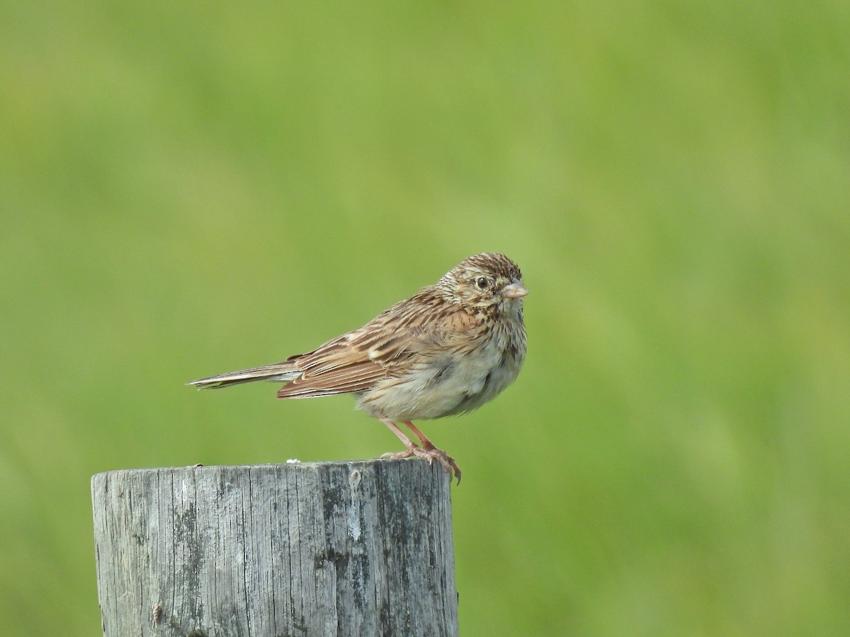 Vesper Sparrow - ML638549124