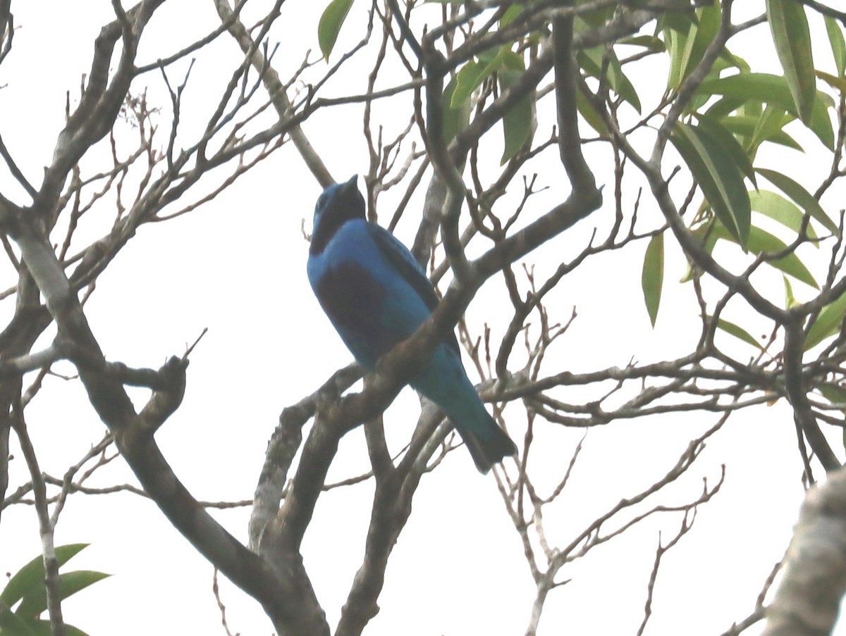 Turquoise Cotinga - ML638549125