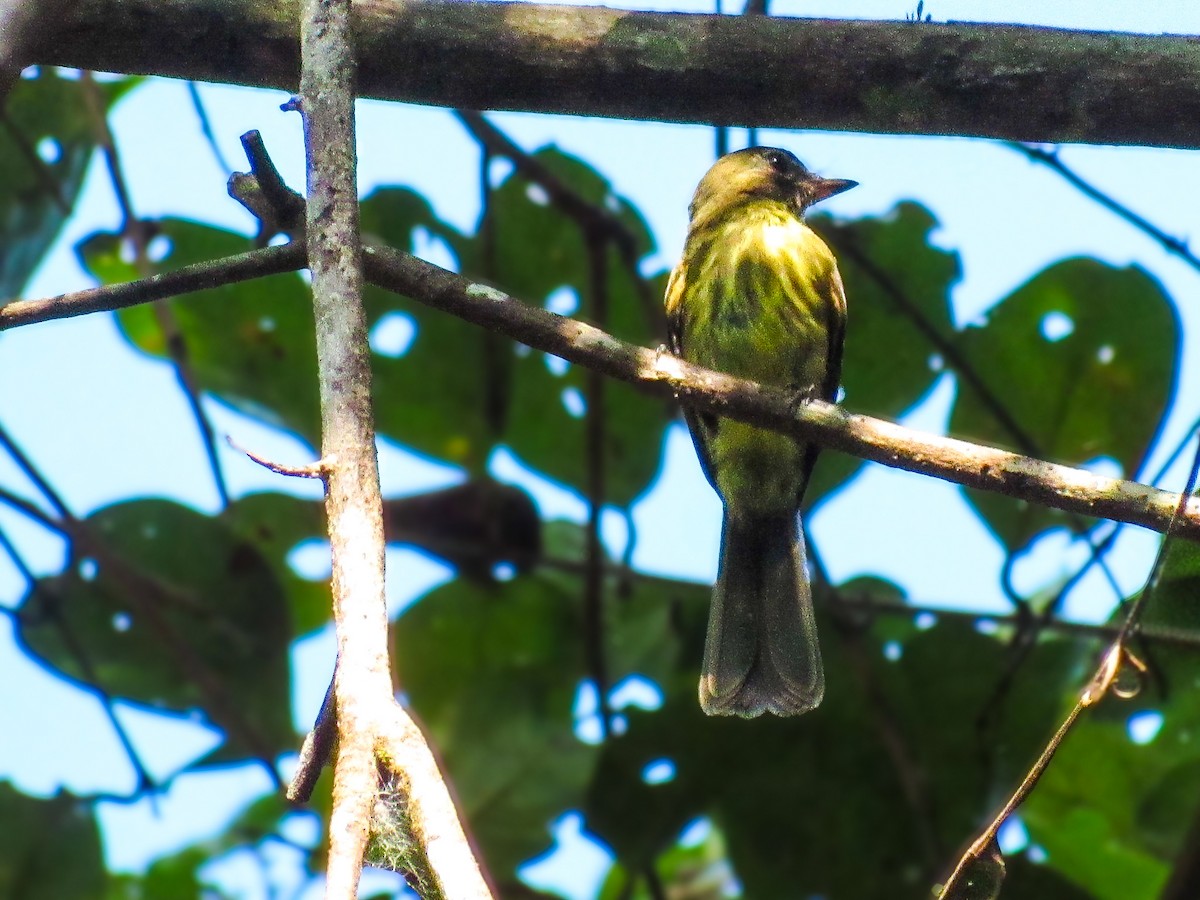 Dusky-tailed Flatbill - ML638549137