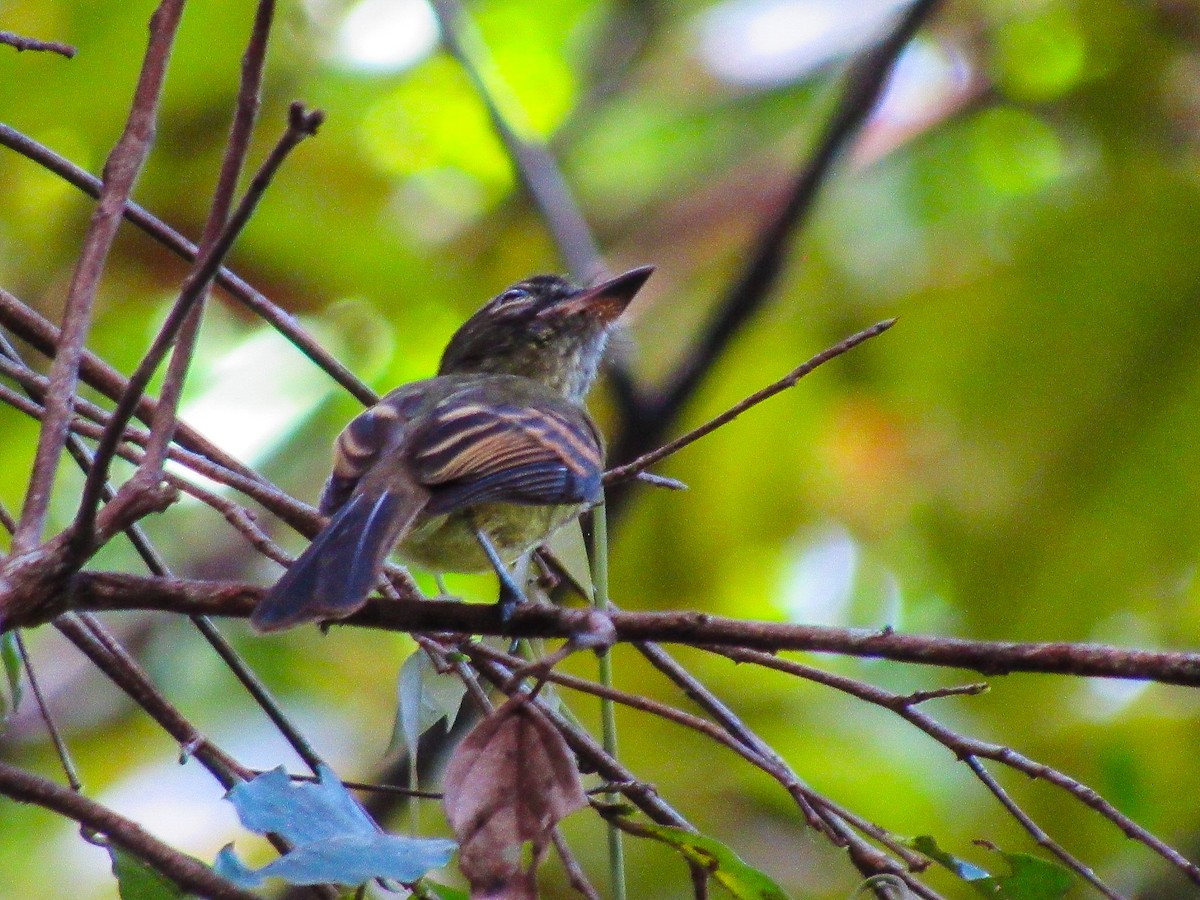 Dusky-tailed Flatbill - ML638549138