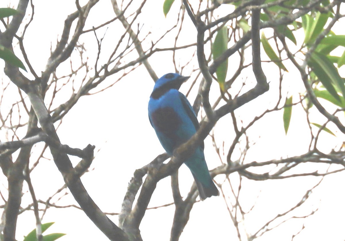 Turquoise Cotinga - ML638549139