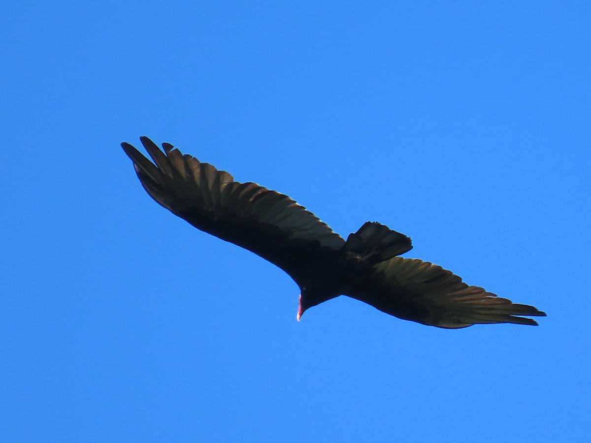 Turkey Vulture - ML638549141