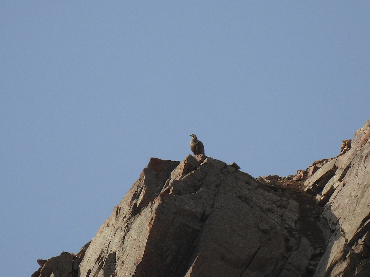 Himalayan Snowcock - ML638549148
