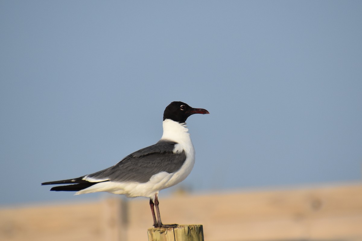 Laughing Gull - ML638549164