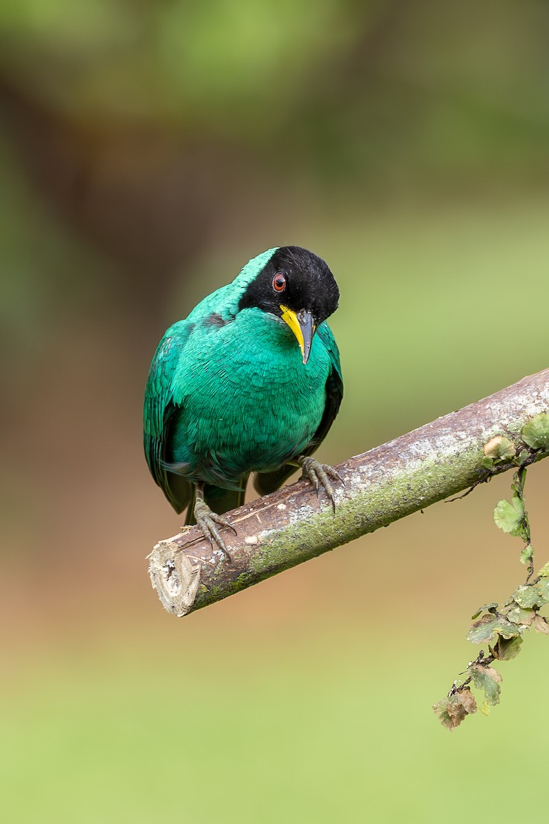 Green Honeycreeper - ML638549185