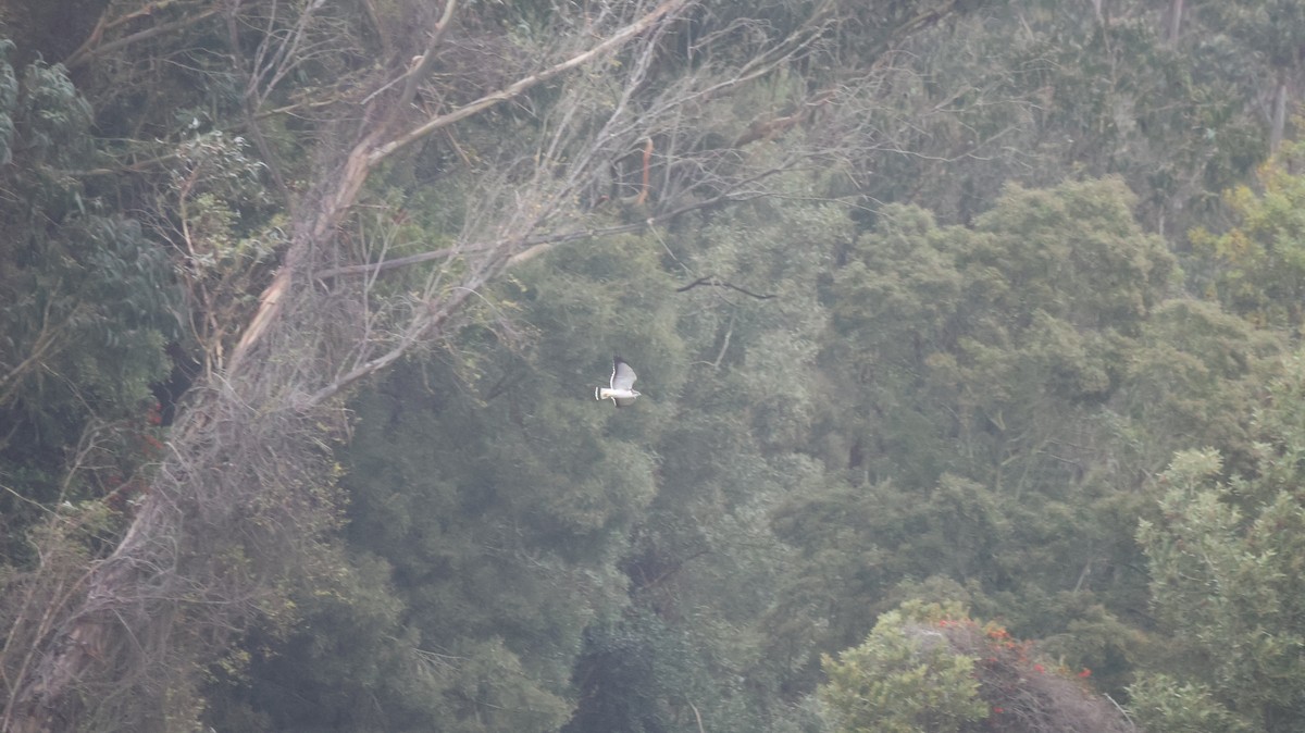 Variable Hawk - ML638549196