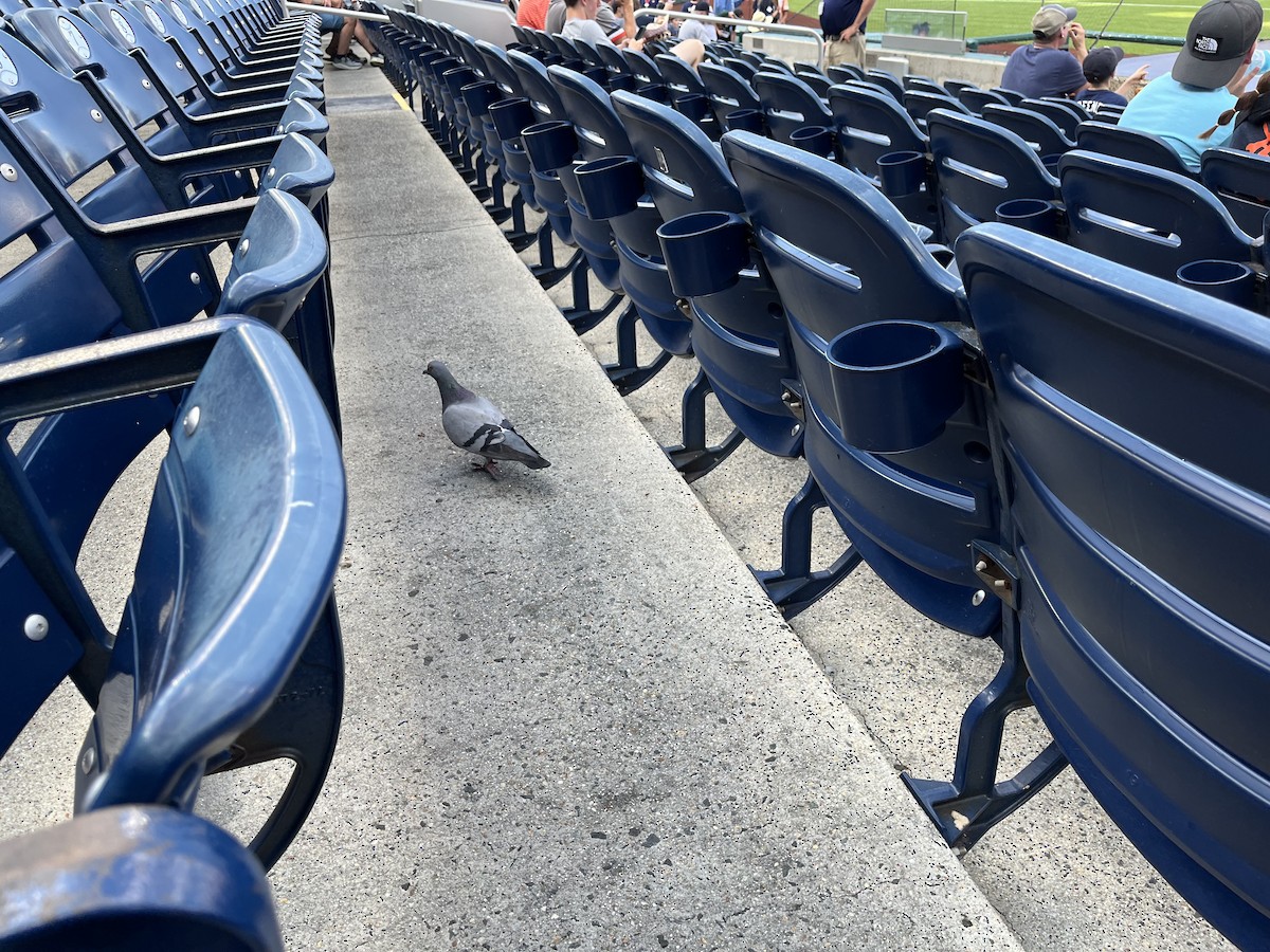Rock Pigeon (Feral Pigeon) - ML638549208