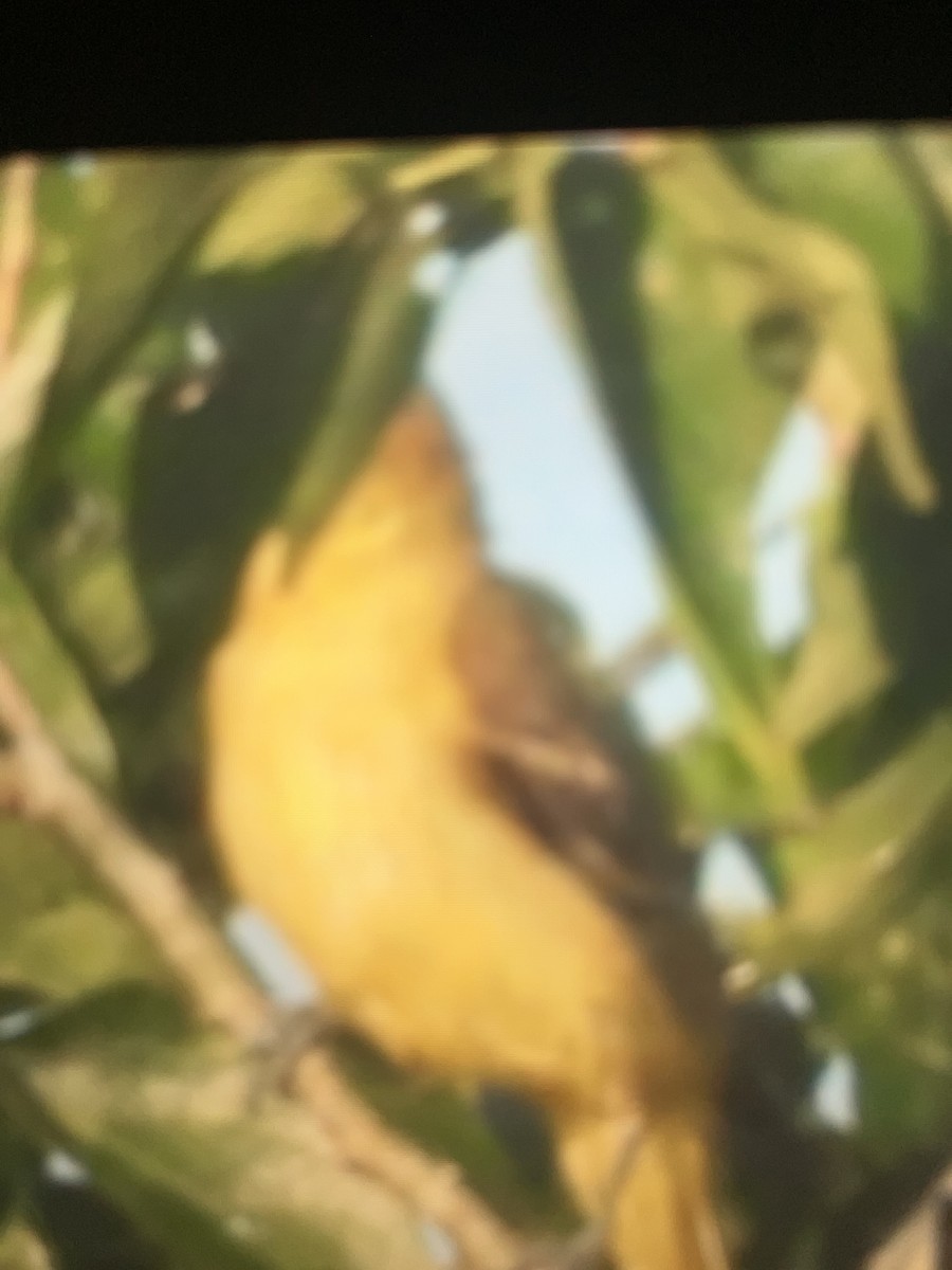 Orchard Oriole - ML638549232