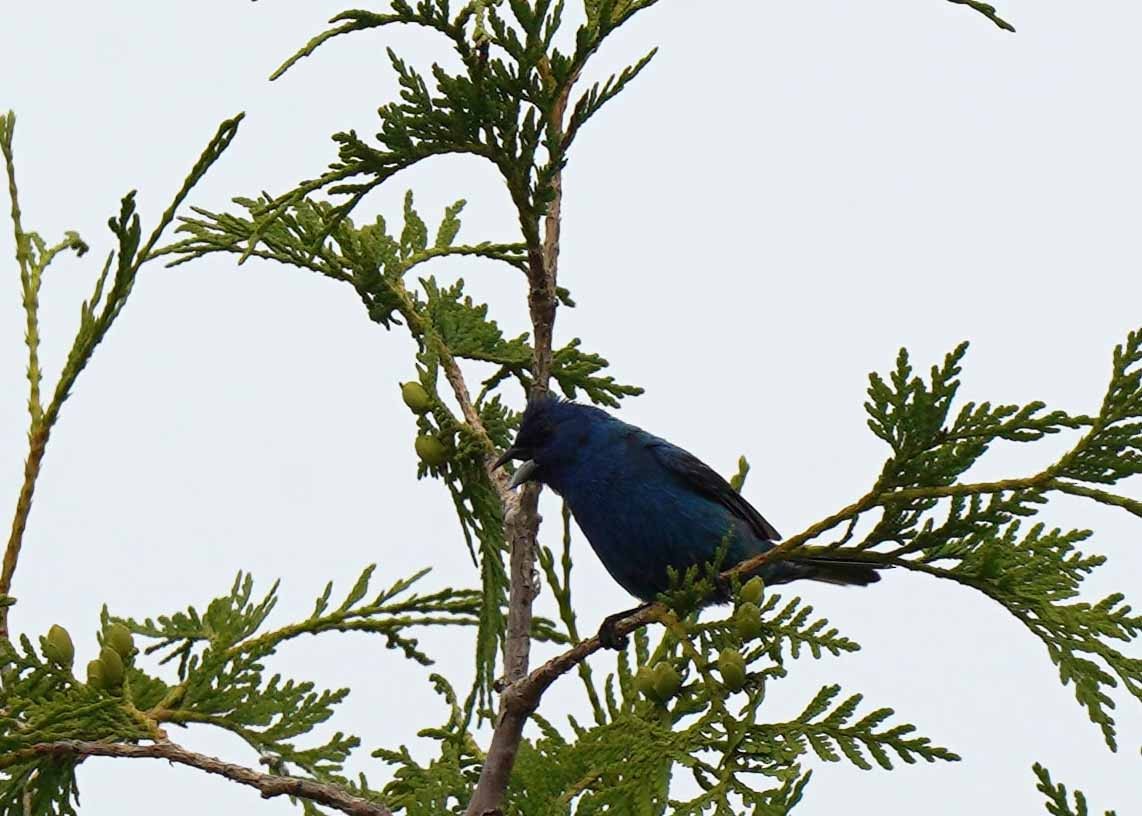 Indigo Bunting - ML638549235