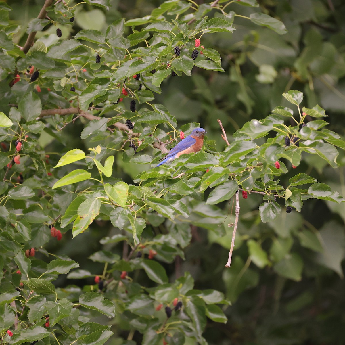 Eastern Bluebird - ML638549258