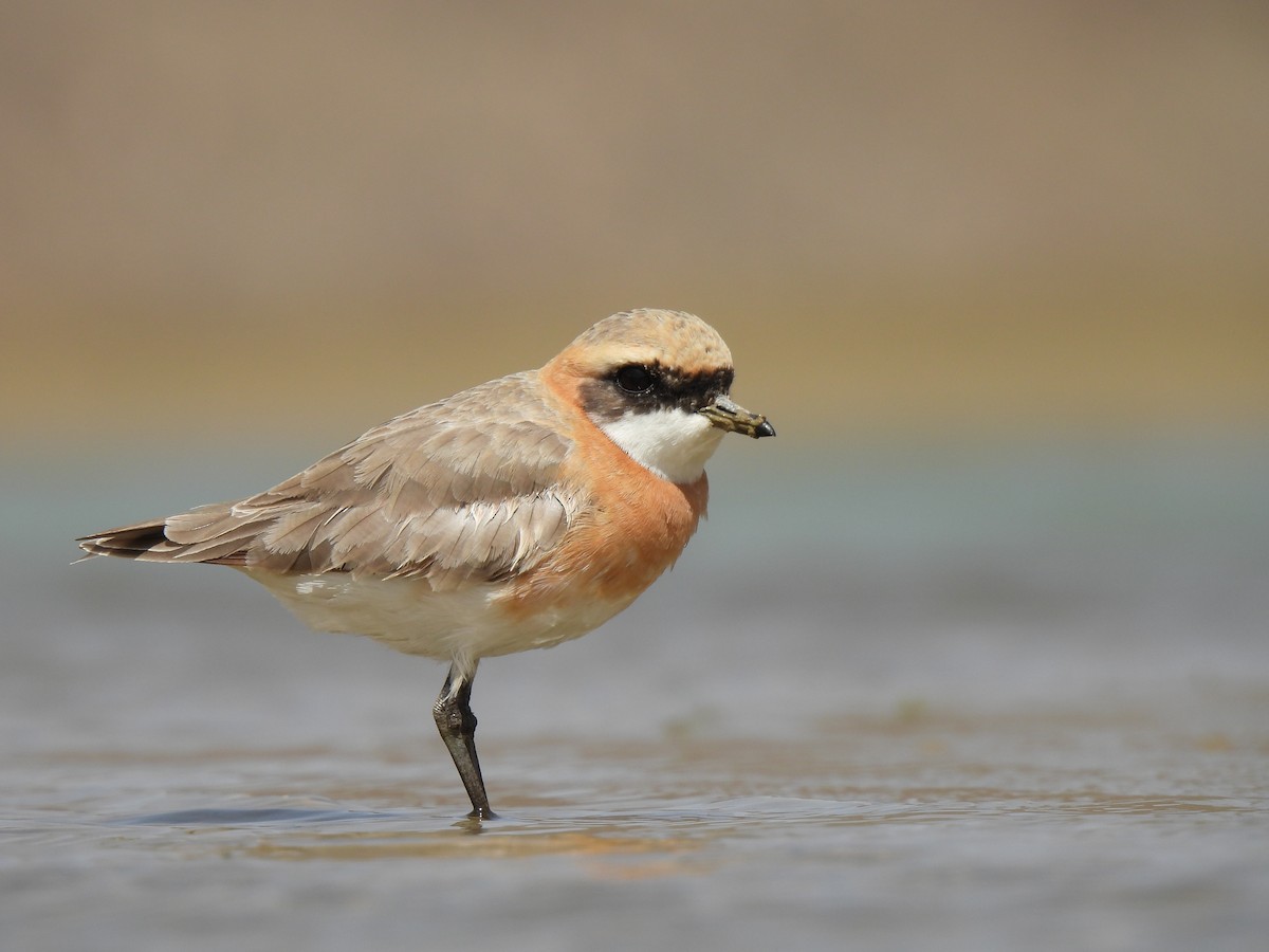 Tibetan Sand-Plover - ML638549276