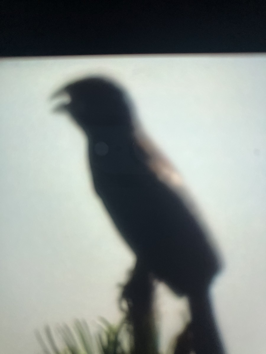Blue Grosbeak - ML638549281