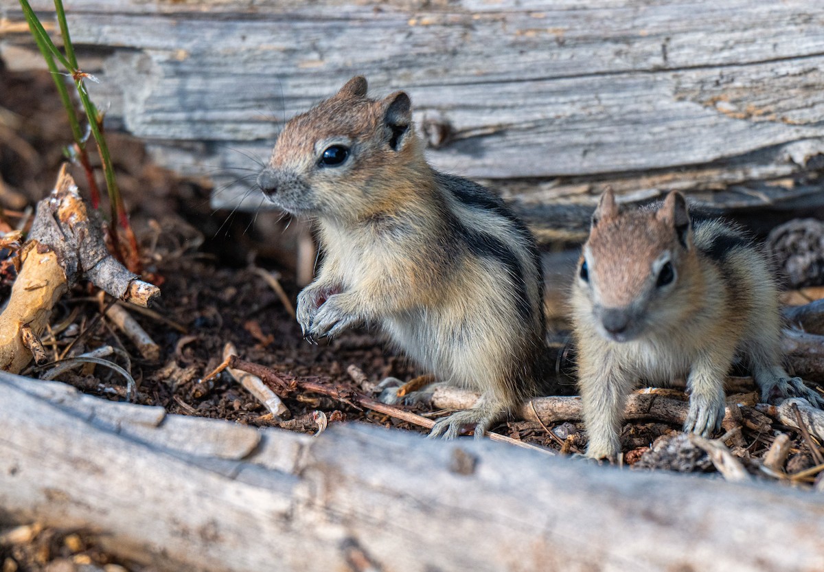 Golden-mantled Ground Squirrel - ML638549352