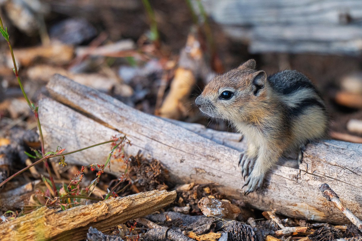 Golden-mantled Ground Squirrel - ML638549353